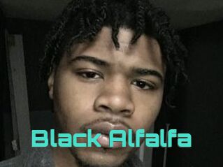 Black_Alfalfa