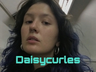 Daisycurles