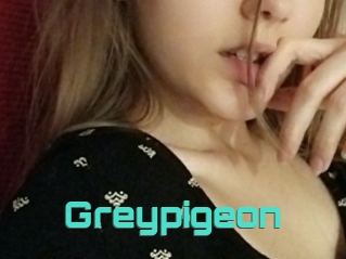 Greypigeon