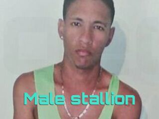 Male_stallion