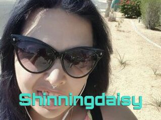 Shinningdaisy